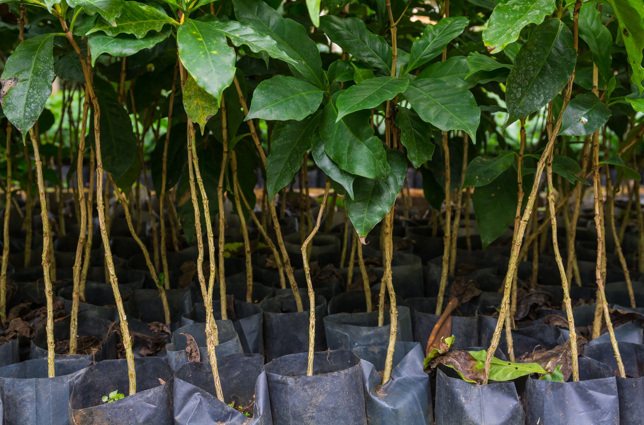 coffee tree nursery